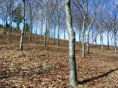 Andaina por Castiñeiras con Plataforma Montes do Morrazo.