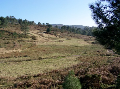 Recollida de herba e fento no Monte Pituco