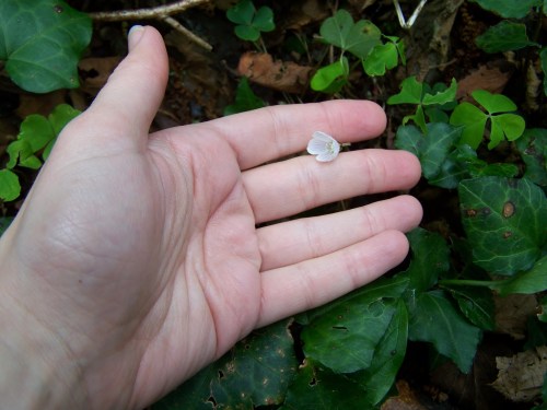 Nos montes de San Tomé de Piñeiro, Marín.