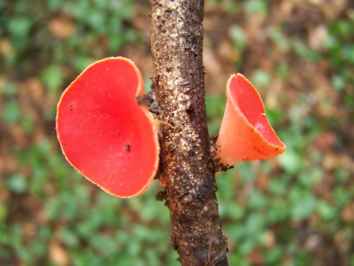 Nos montes de San Tomé de Piñeiro, Marín.