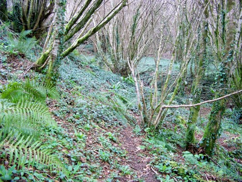Nos montes de San Tomé de Piñeiro, Marín.