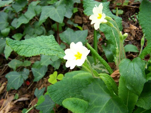 Nos montes de San Tomé de Piñeiro, Marín.