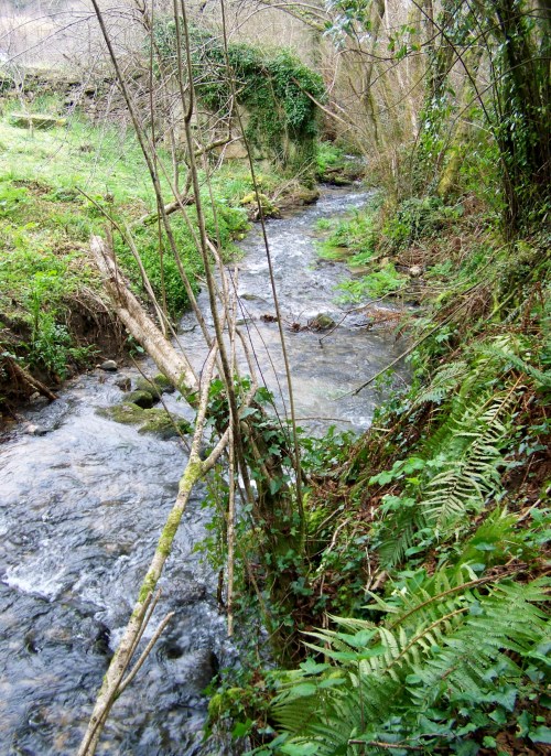 Nos montes de San Tomé de Piñeiro, Marín.