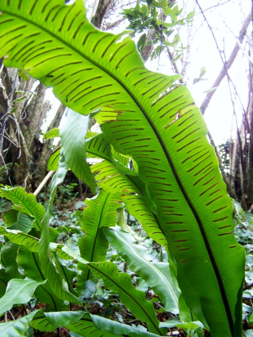 Nos montes de San Tomé de Piñeiro, Marín.