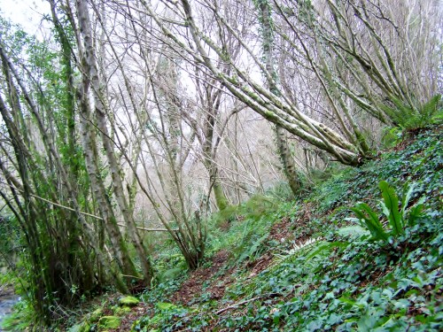 Nos montes de San Tomé de Piñeiro, Marín.