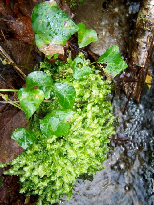 Nos montes de San Tomé de Piñeiro, Marín.