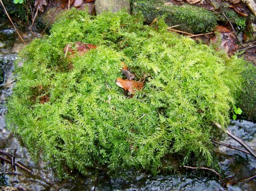 Nos montes de San Tomé de Piñeiro, Marín.