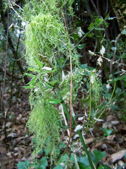Nos montes de San Tomé de Piñeiro, Marín.