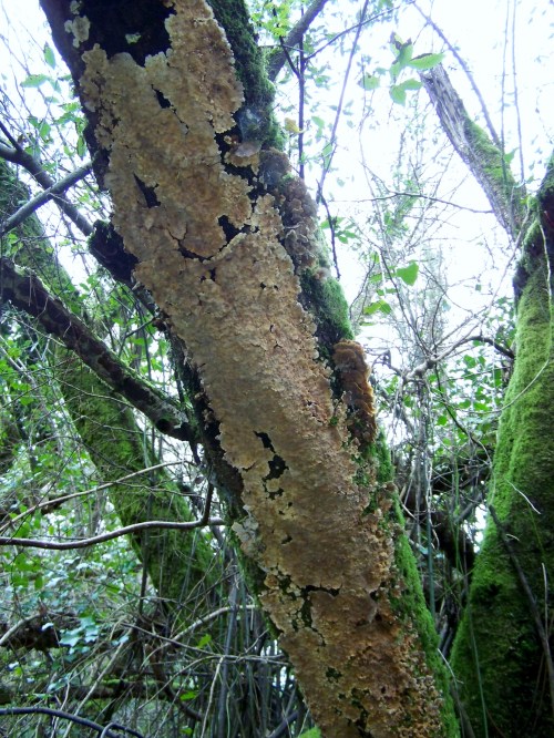 Nos montes de San Tomé de Piñeiro, Marín.