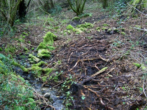 Nos montes de San Tomé de Piñeiro, Marín.