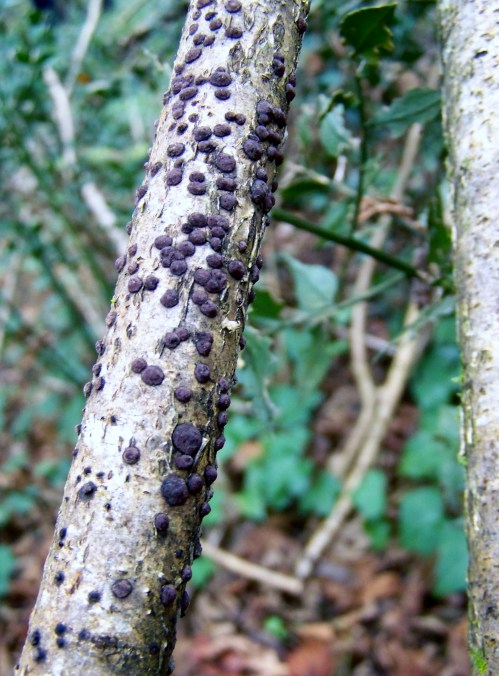 Nos montes de San Tomé de Piñeiro, Marín.