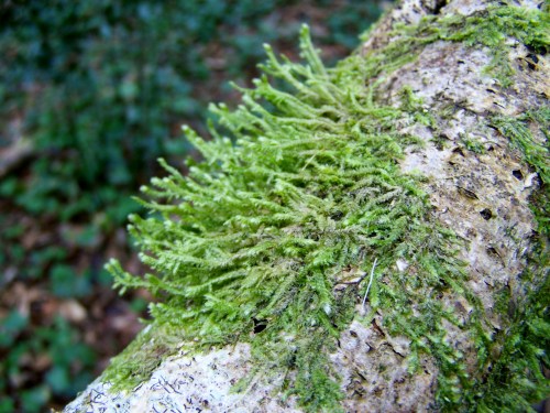 Nos montes de San Tomé de Piñeiro, Marín.
