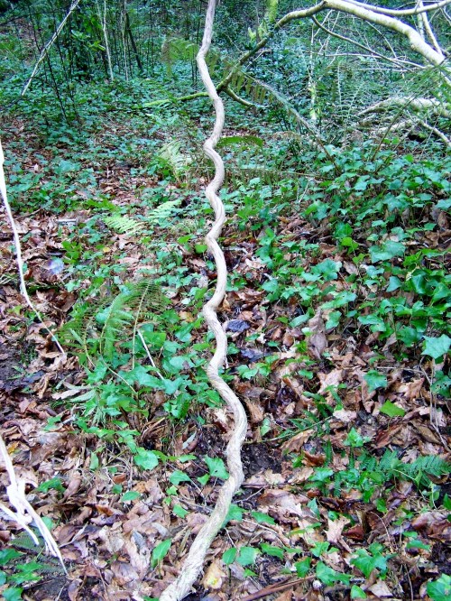 Nos montes de San Tomé de Piñeiro, Marín.