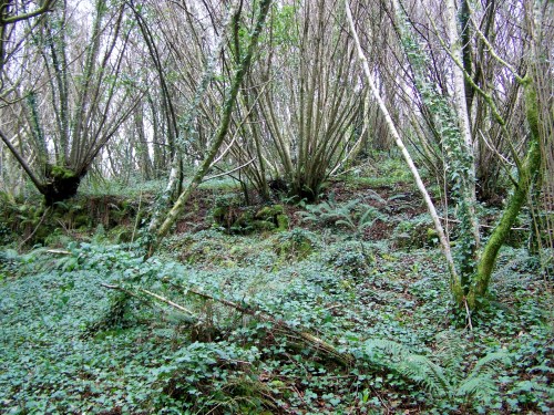 Nos montes de San Tomé de Piñeiro, Marín.