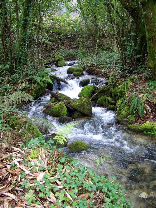 Nos montes de San Tomé de Piñeiro, Marín.