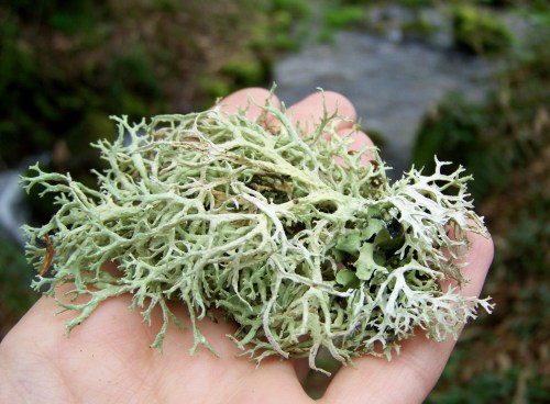 Nos montes de San Tomé de Piñeiro, Marín.