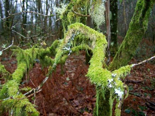Nos montes de Cela, en Bueu.