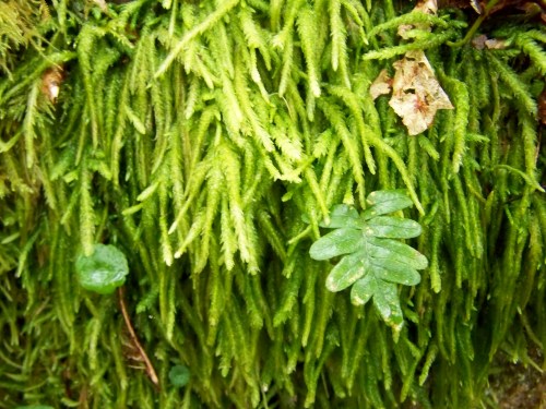 Nos montes de Cela, en Bueu.
