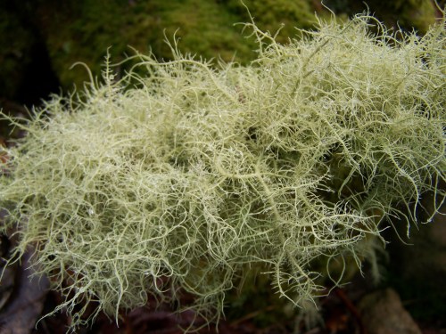 Nos montes de Cela, en Bueu.