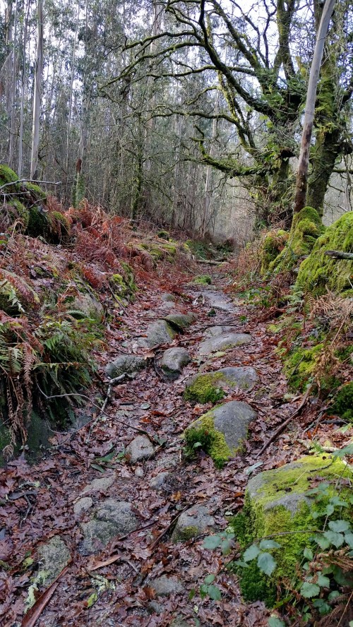 Andaina por Castiñeiras con Plataforma Montes do Morrazo.