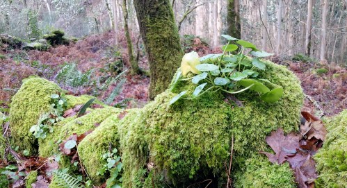 Andaina por Castiñeiras con Plataforma Montes do Morrazo.