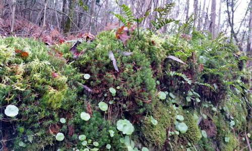 Andaina por Castiñeiras con Plataforma Montes do Morrazo.