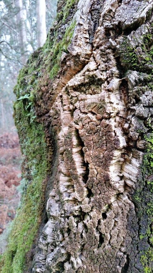 Andaina por Castiñeiras con Plataforma Montes do Morrazo.