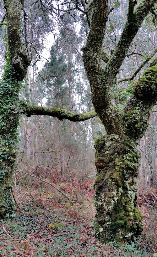 Andaina por Castiñeiras con Plataforma Montes do Morrazo.