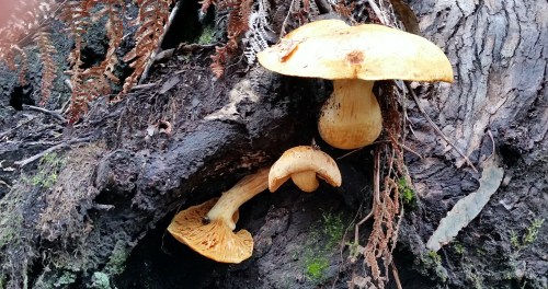 Andaina por Castiñeiras con Plataforma Montes do Morrazo.