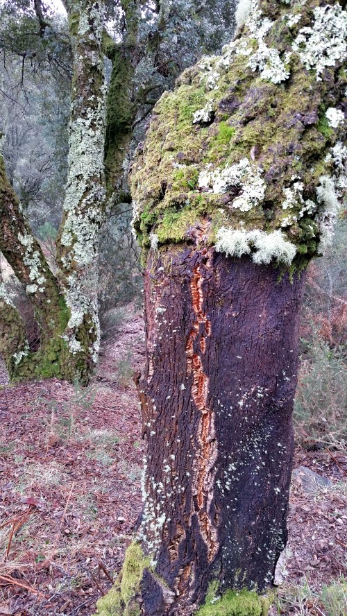 Andaina por Castiñeiras con Plataforma Montes do Morrazo.