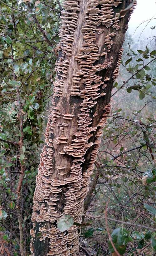 Andaina por Castiñeiras con Plataforma Montes do Morrazo.