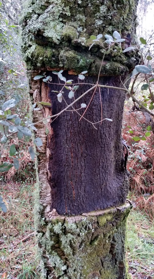Andaina por Castiñeiras con Plataforma Montes do Morrazo.