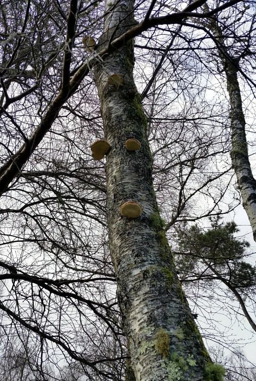 Andaina por Castiñeiras con Plataforma Montes do Morrazo.