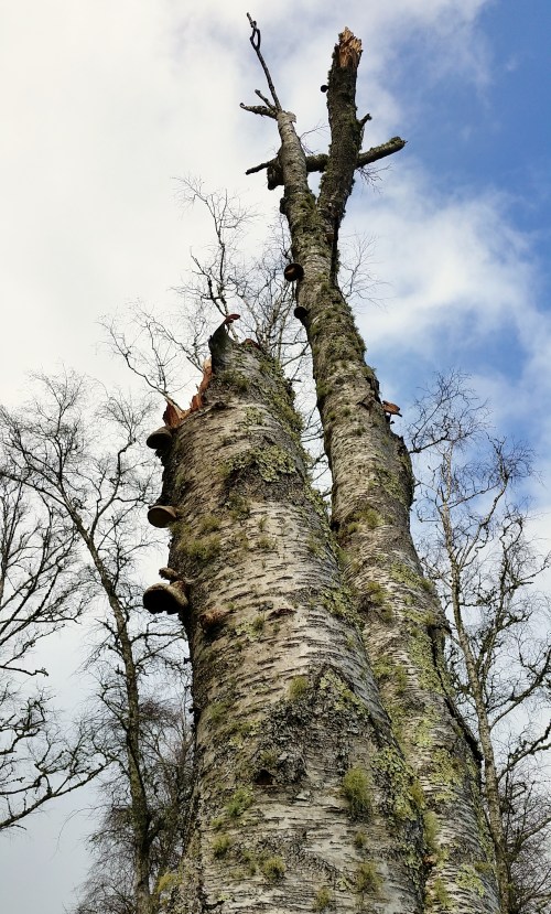 Andaina por Castiñeiras con Plataforma Montes do Morrazo.