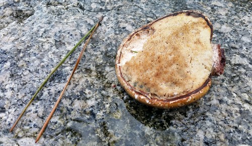 Andaina por Castiñeiras con Plataforma Montes do Morrazo.
