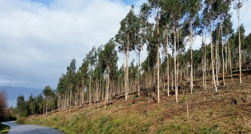 Andaina por Castiñeiras con Plataforma Montes do Morrazo.