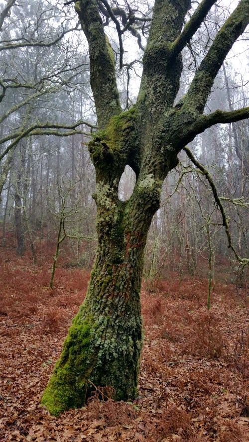 No monte de Ardán, Marín.