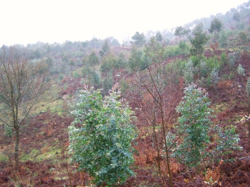 Acacias e eucaliptos invaden o bosque.