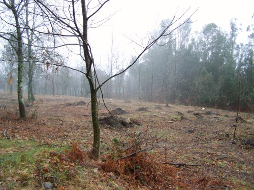 Monte veciñal de Santa Cristina de Cobres.