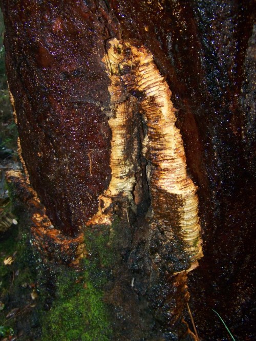 Corticeira no monte de Santa Cristina de Cobres, Vilaboa.