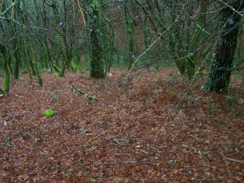 Carballeira en Santa Cristina de Cobres.