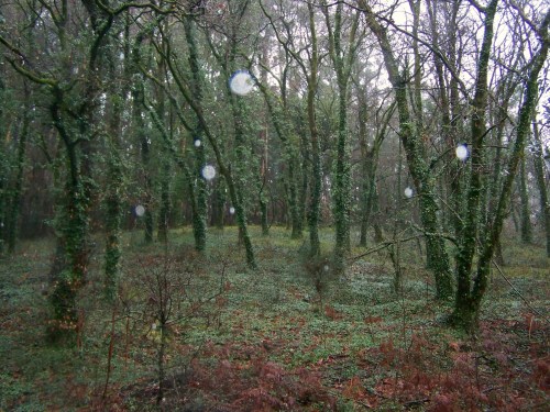 Carballeira galego-portuguesa.