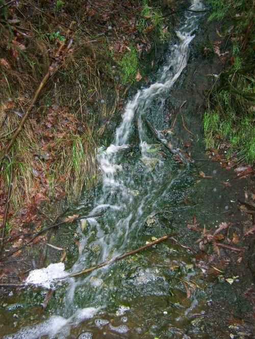 Aguas residuais procedentes -presuntamente- dunha granxa de visóns-