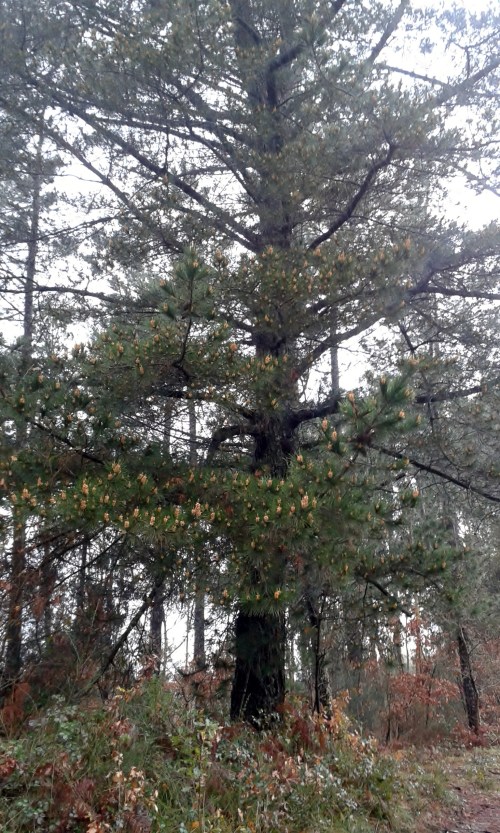 Monte das Barreiras, Vilaboa