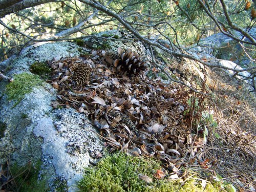 Comedeiro de esquío.