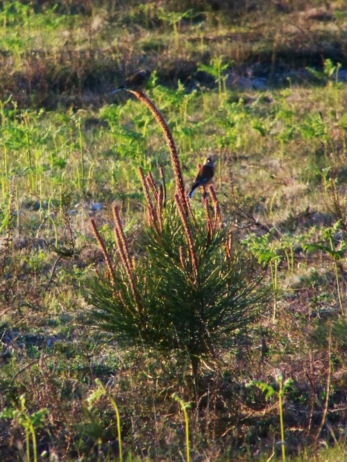 Escribentes no Alto do Pornedo.