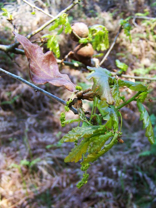 Roteiro pola protección do Monte Pituco (Pornedo).