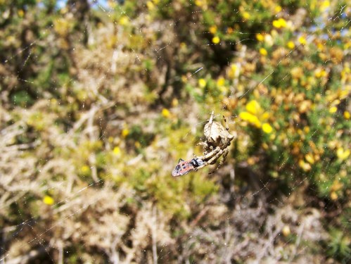 Roteiro pola protección do Monte Pituco (Pornedo).