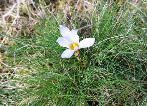 Romulea bulbocodium, aberiota común