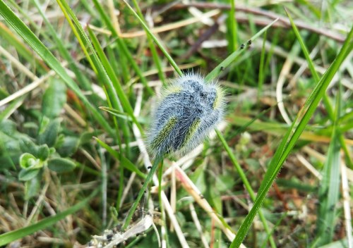 Eirugas de bolboreta.